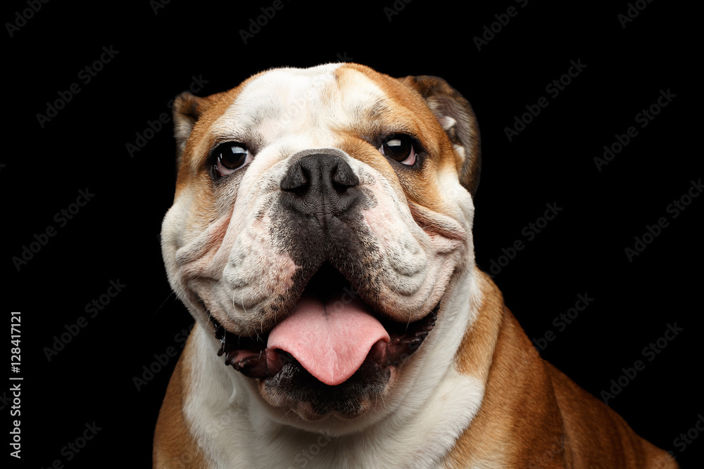 Close-up portrait of dog british bulldog breed, white and red color smiling and looking in camera on isolated black background