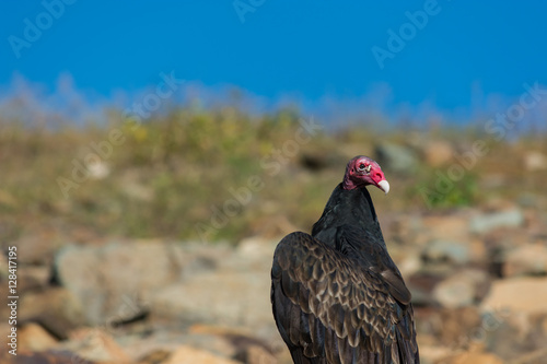 Turkey Vulture with head turned backwards.  Close up.  Red in the face. 