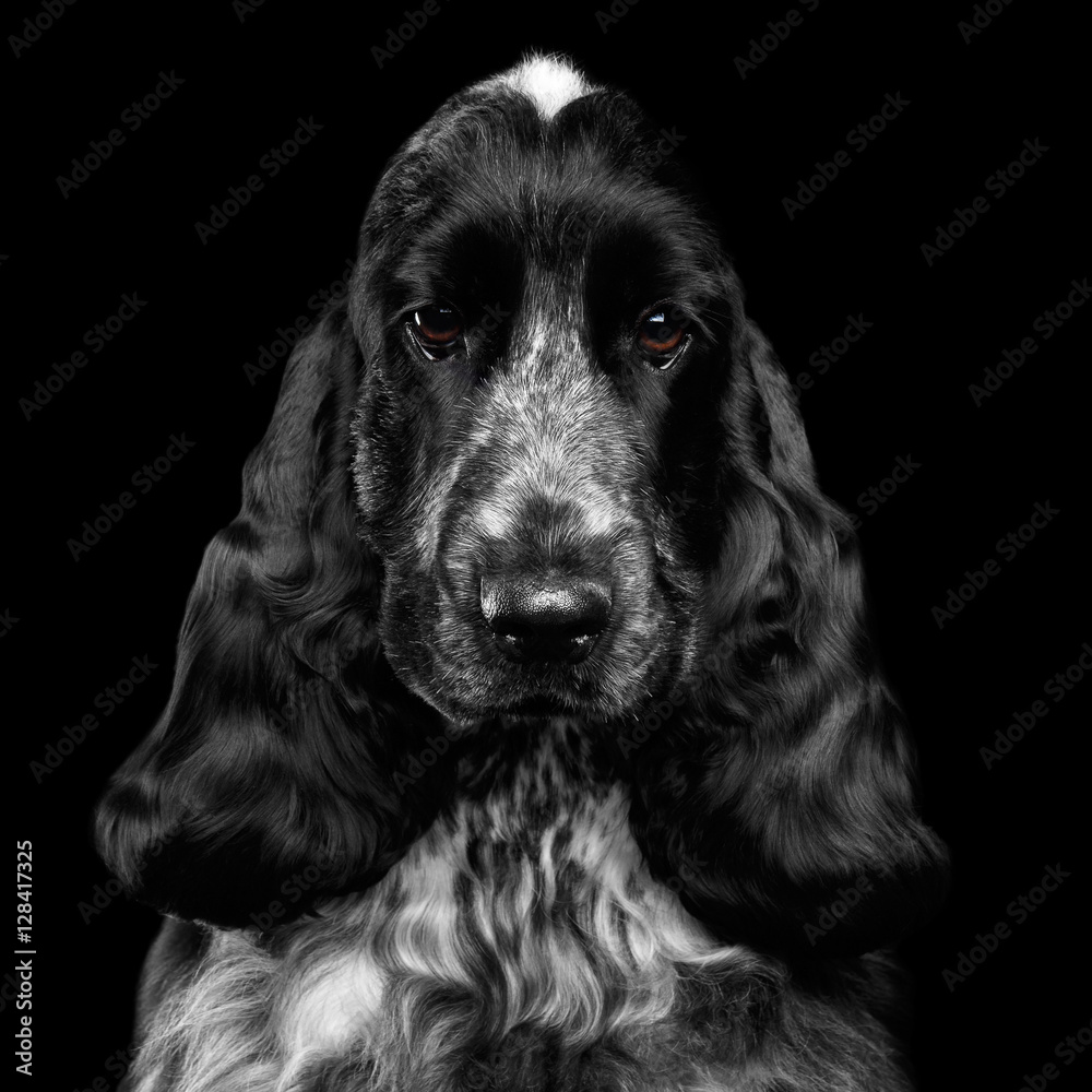 Close-up portrait of dog english cocker spaniel breed, white and black color, pity looking in camera on isolated black background, front view Close-up portrait of dog english cocker spaniel breed, white and black color, pity looking in camera on isolated black background, front view