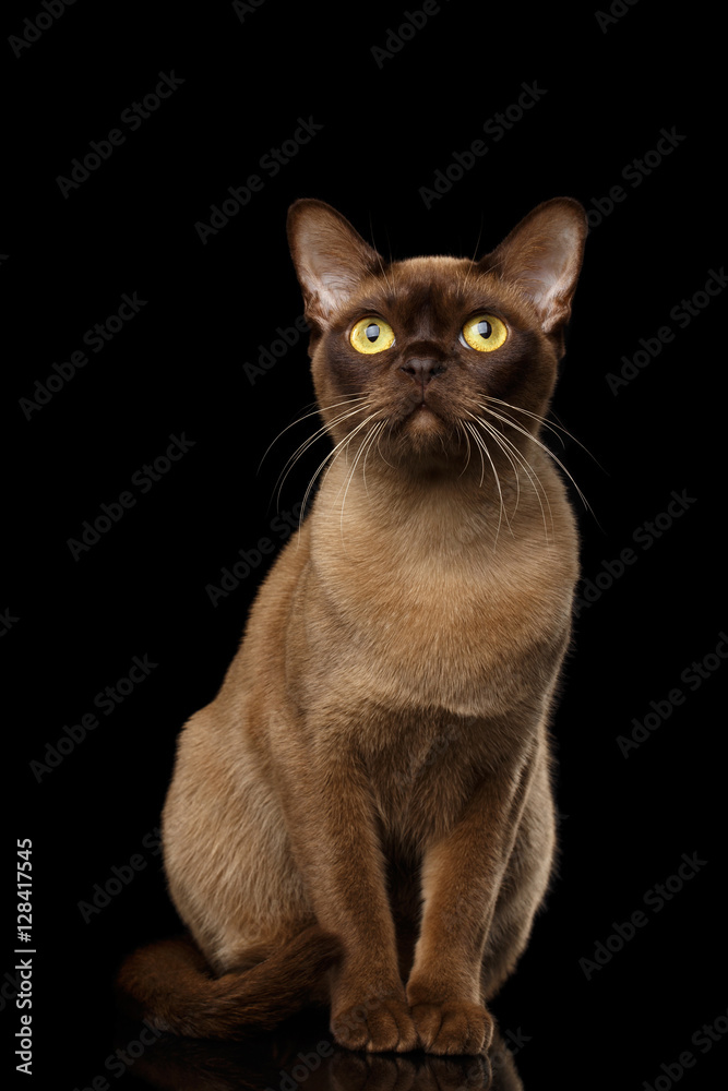 Adorable Burmese Cat with Chocolate fur color, Sits and Curious Looking up, on isolated black background with reflection