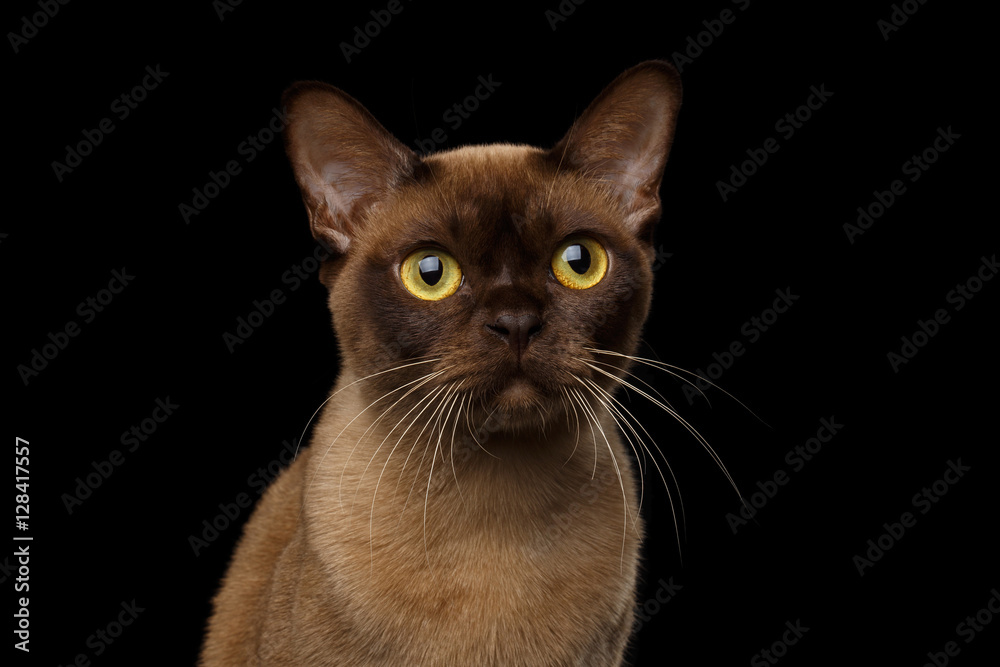 Close-up portrait of Brown Burmese Cat with Chocolate fur color and yellow eyes, Curious Looking, on isolated black background