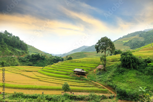 Rice fields on terraced of Mu Cang Chai  YenBai  Vietnam. Rice fields prepare the harvest at Northwest Vietnam.Vietnam landscapes.