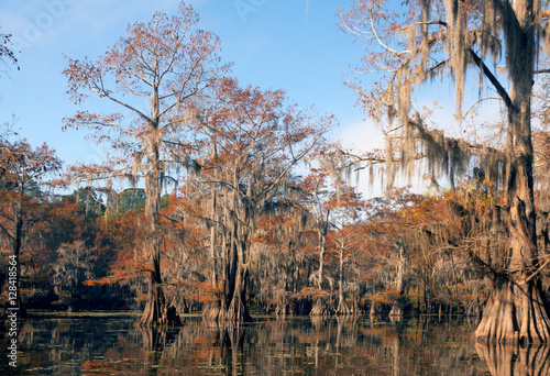 Bald cypress trees in autumn with red foliage and hanging Spanis photo