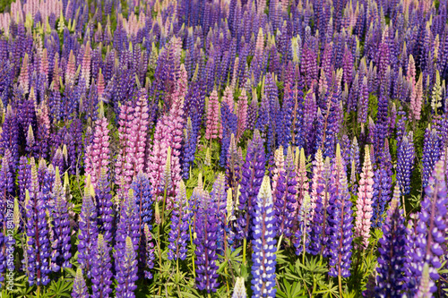 Beautiful lupine flower in Lake Tekapo, New Zealand