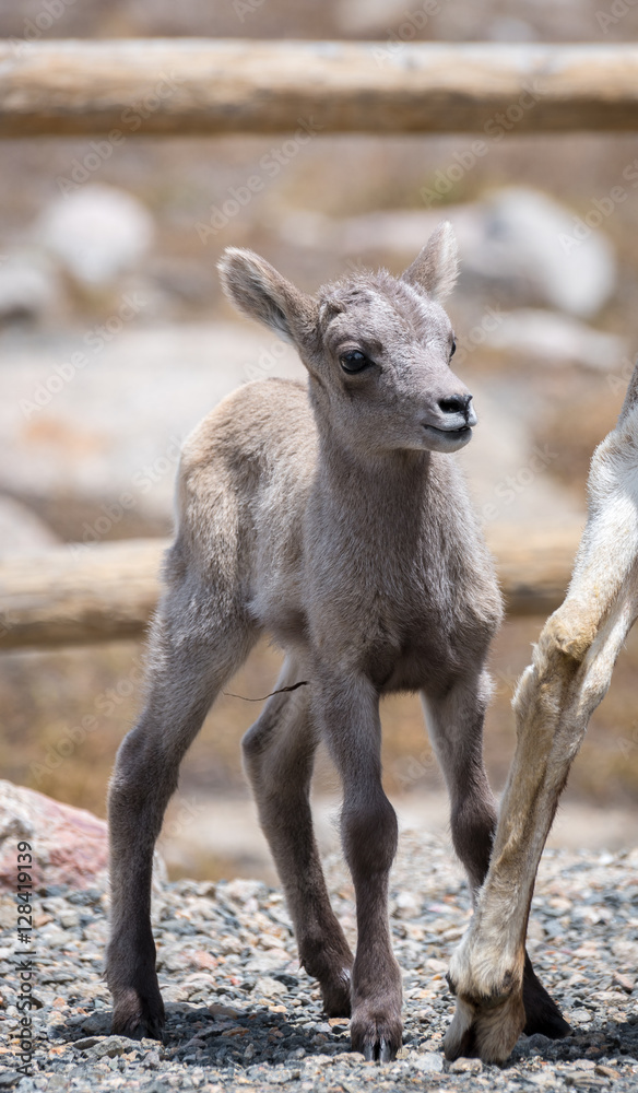 Obraz premium Curious Bighorn Sheep Kid peeks around its mother's legs