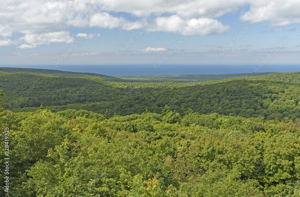 Forest Panorama in Summer