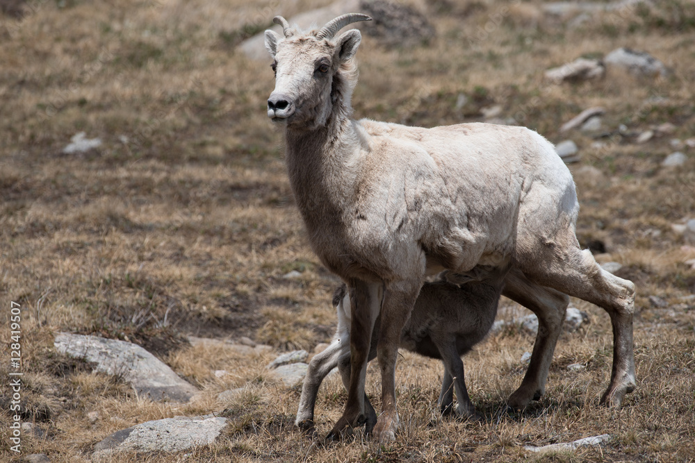 Fototapeta premium Big Horn Sheep ewe and kid on Mount Evans