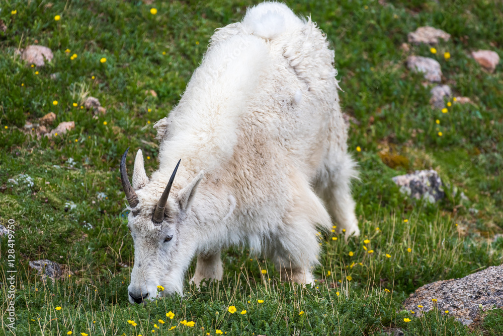 Obraz premium Mountain Goat Feeding near Summit Lake on Mount Evans