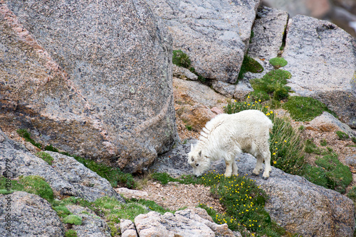 Mountain Goat Feeding near Summit Lake on Mount Evans