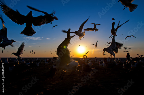 Seagulls in Silhouette