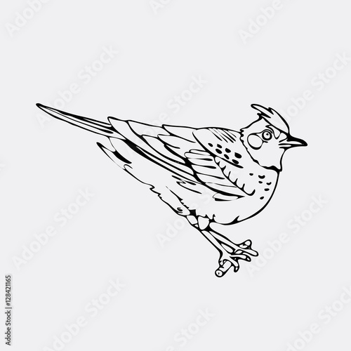 Hand-drawn pencil graphics, lark, oriole, chickadee, sparrow, blackbird