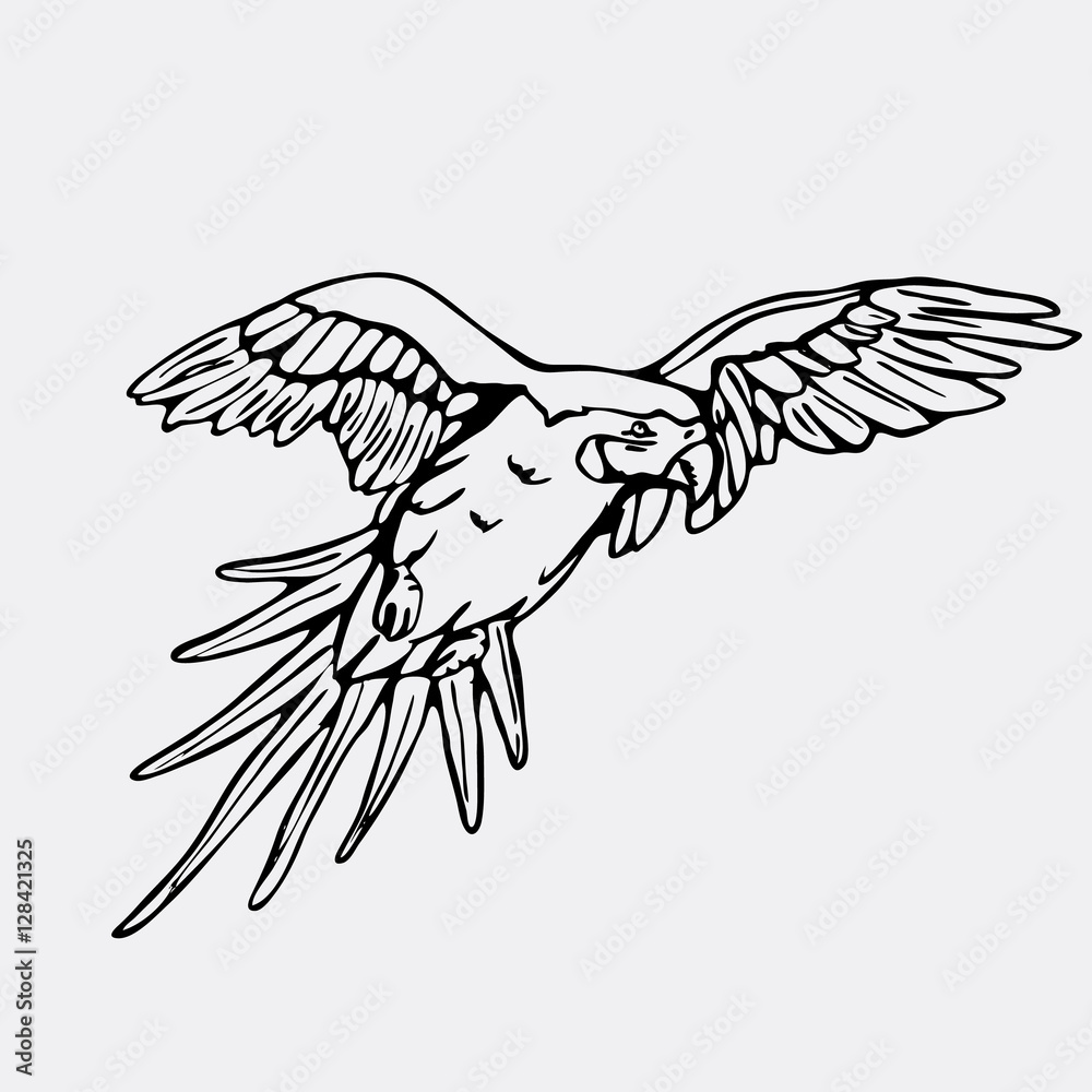 Fototapeta premium Hand-drawn pencil graphics, parrot, macaw. Engraving, stencil style. 