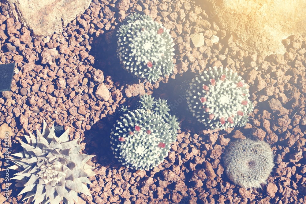 Cactus Cactus