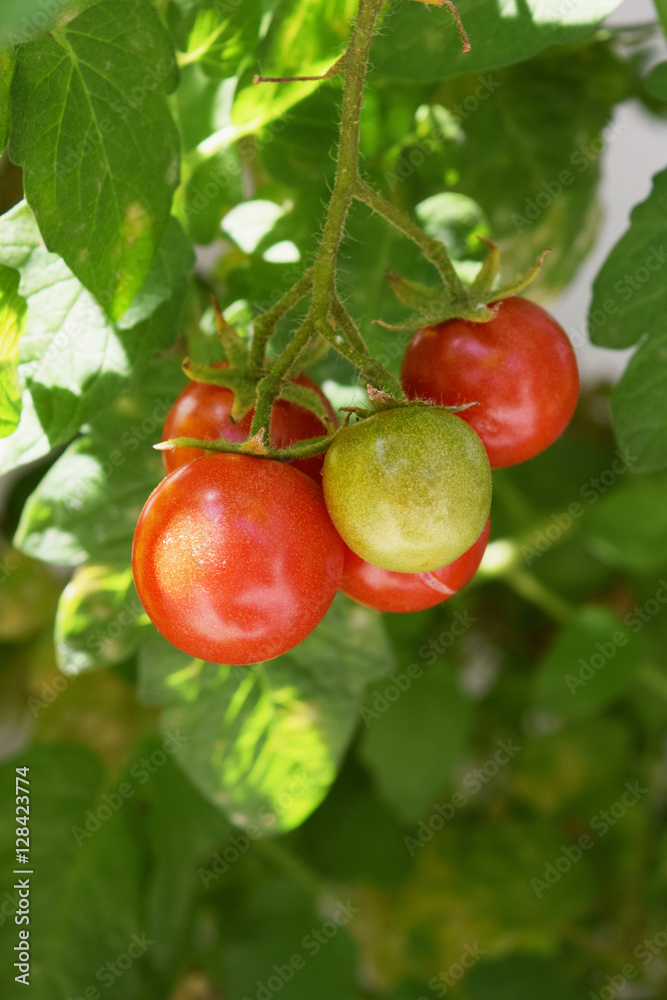 Organic Tomatoes 