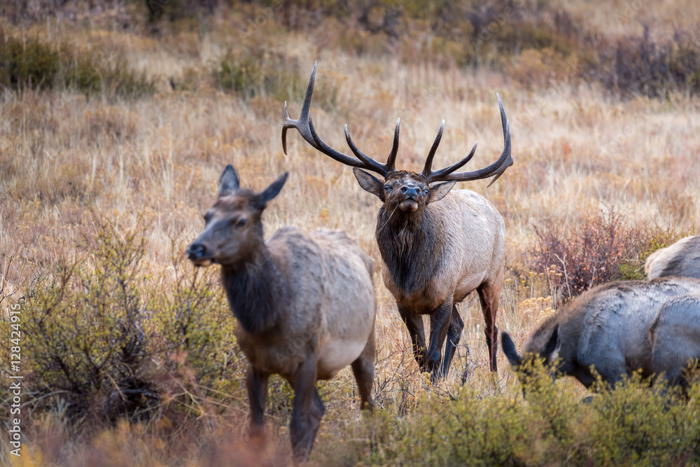 A mature bull elk tests the air while following his harem of cow A mature bull elk tests the air while following his harem of cow