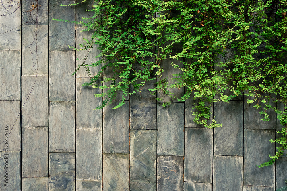 creeper green climbing on the brick wall creeper green climbing on the brick wall