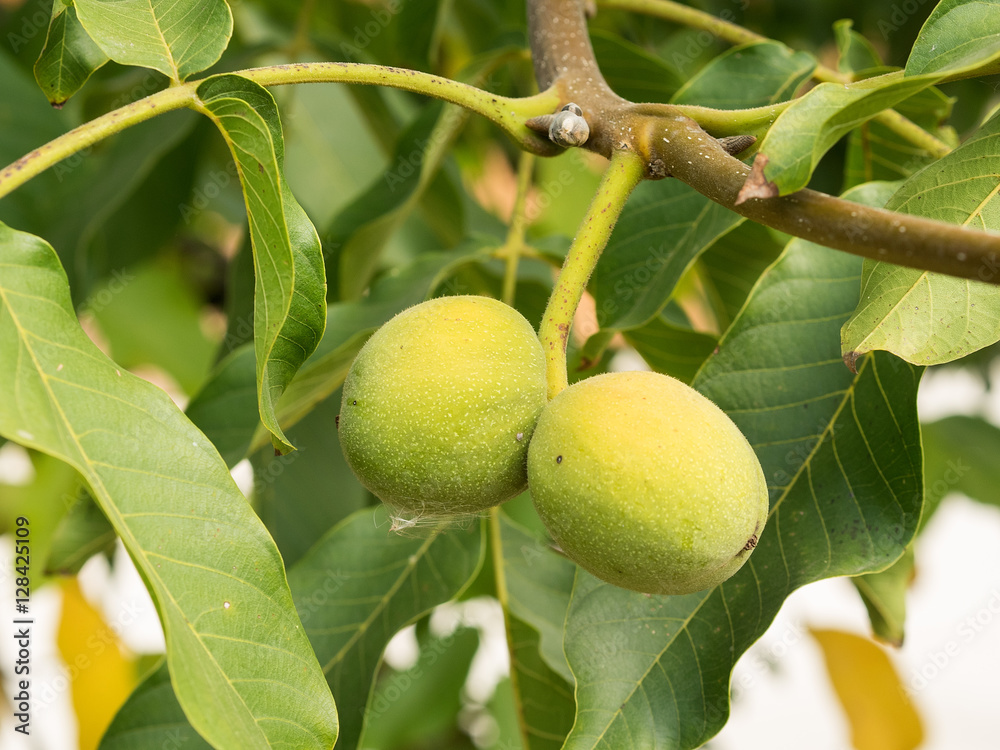 Two fruits of Juglans regia on the branch.