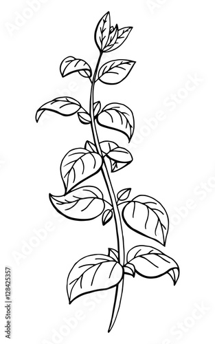 Oregano herb graphic art black white sketch isolated illustration vector