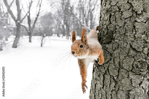 curious red squirrel sitting on tree trunk in winter forest