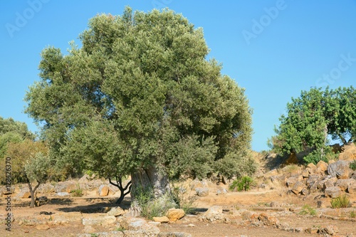 Very old olive tree; 2000 years old olive tree