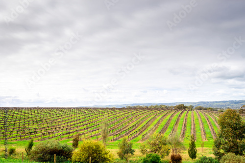 McLaren Vale wineries