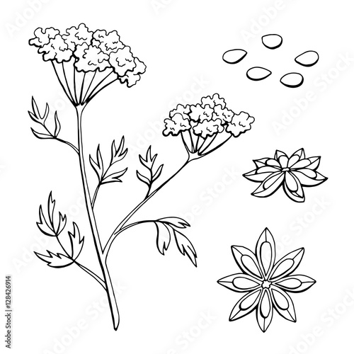 Anise herb graphic art black white sketch isolated illustration vector