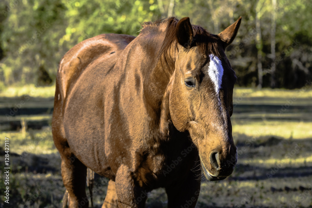 Obraz premium Brown horse with white star on face