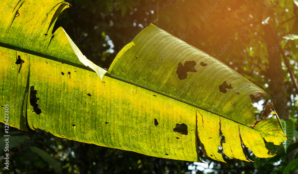 Obraz żółta zieleń liści bananowca tekstury z podświetleniem tle słońca