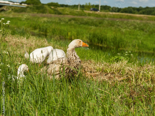 geese promenaders in a meadow photo