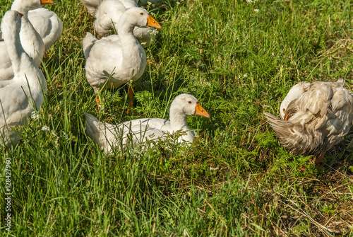 geese promenaders in a meadow photo