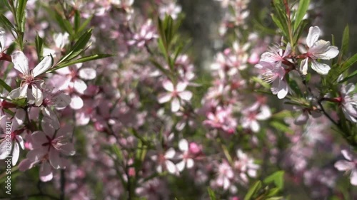 Pink flowers of almond bush (Prunus tenella). Close up video blossom in spring park photo