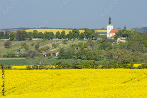 view to Czech city through rapeseed fields