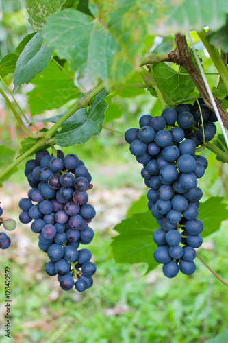 Wallpaper Mural гроздь винограда, виноградная лоза, осенний урожай
 Torontodigital.ca