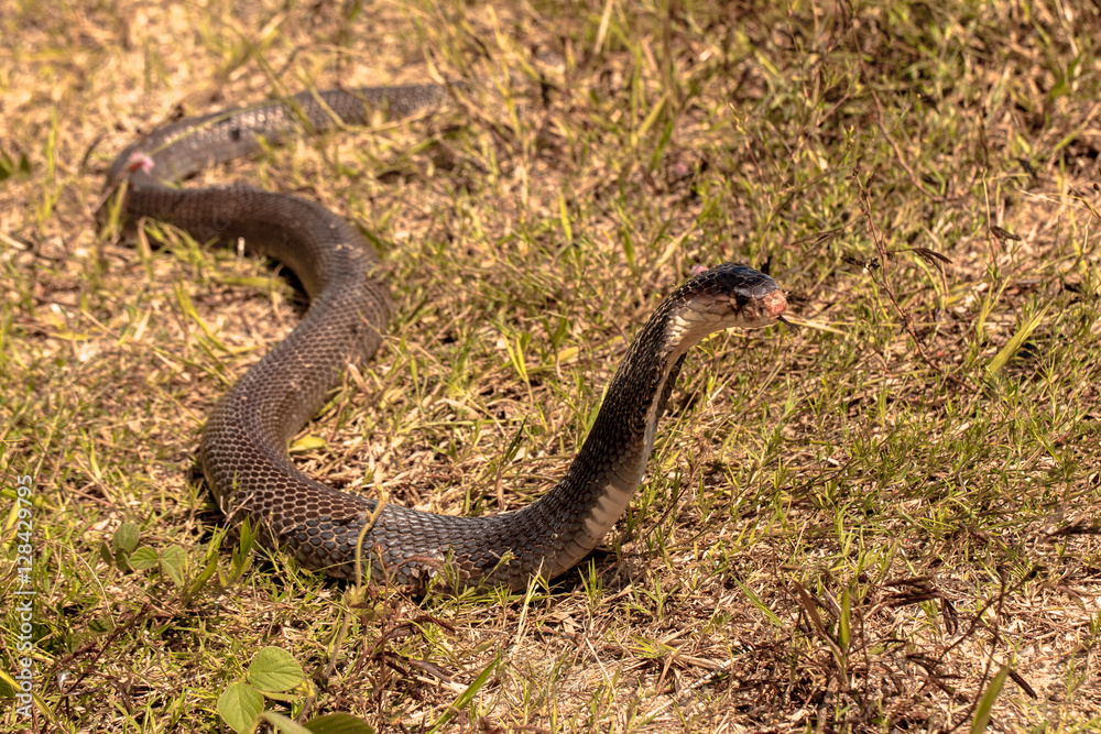 Cobra snake in natural habitats
