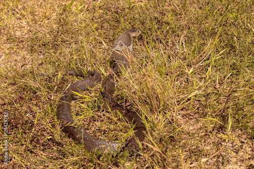 Cobra snake in natural habitats
 photo