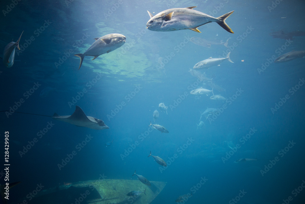 Fototapeta premium Ocean coral with fish