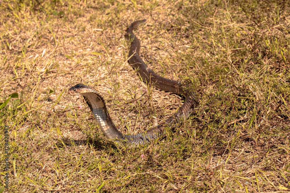 Cobra snake in natural habitats
