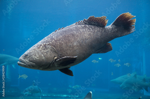 Quadro su tela Big Seabass fish in blue water