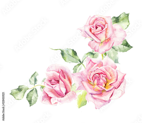 Rosebush. Pattern from pink rose. Wedding drawings. Watercolor painting. Greeting cards. Rose background, watercolor composition. Flower backdrop.  © budogosh
