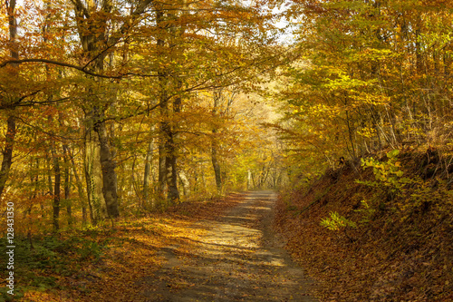 Road in the autumn forest © petiast
