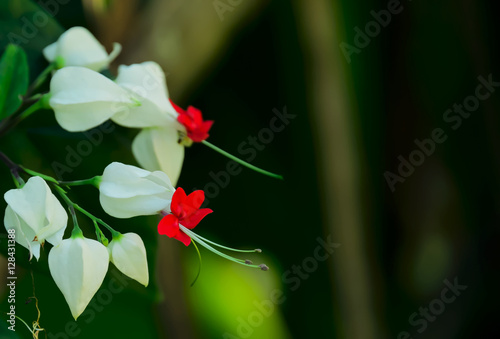 bagflower photo