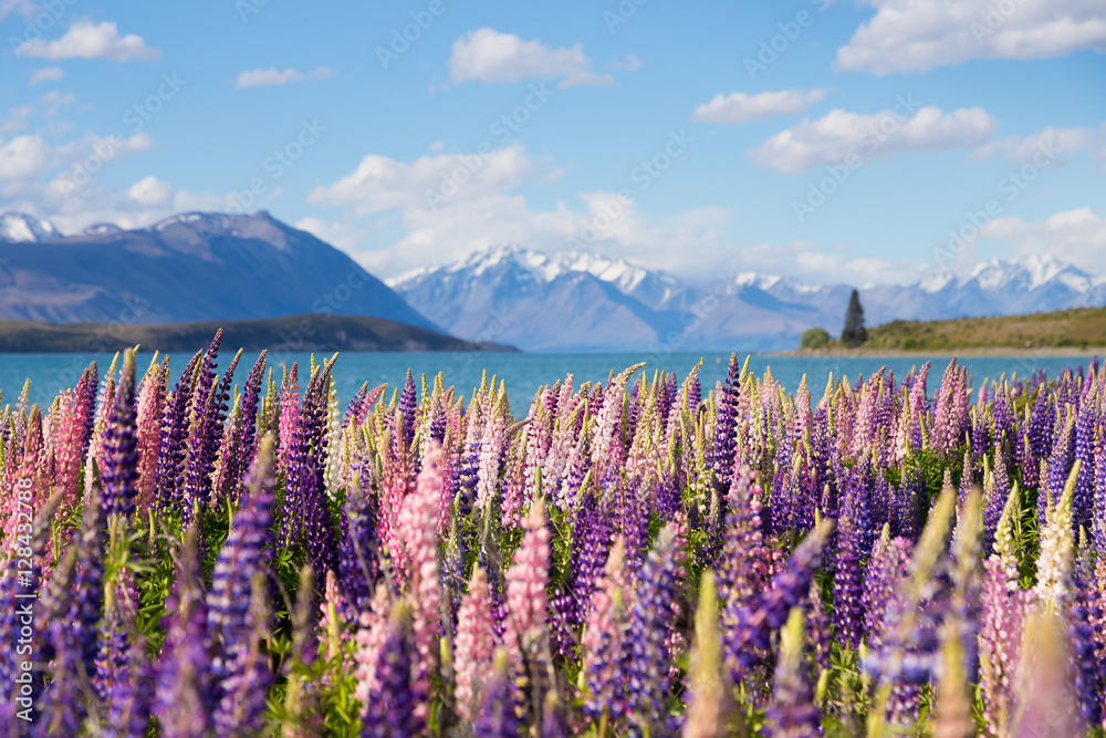Beautiful lupine flower in Lake Tekapo, New Zealand - obrazy, fototapety, plakaty 