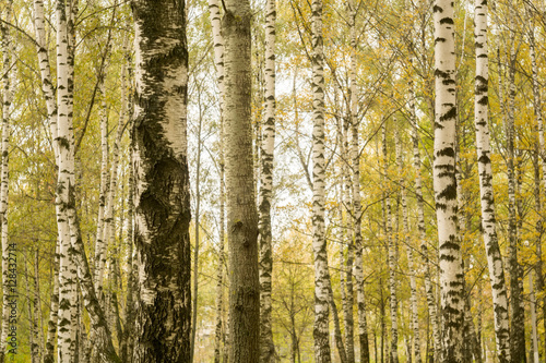 Birch Trees in Autumn Park