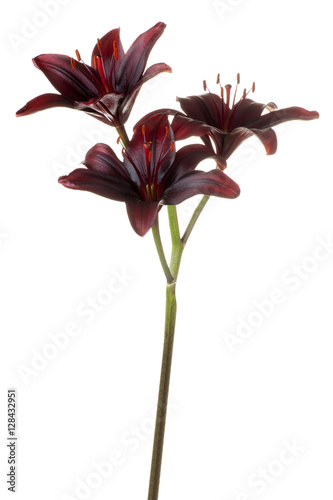 Fototapeta Naklejka Na Ścianę i Meble -  lily