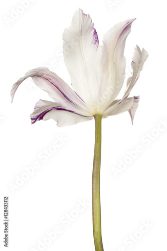 tulip