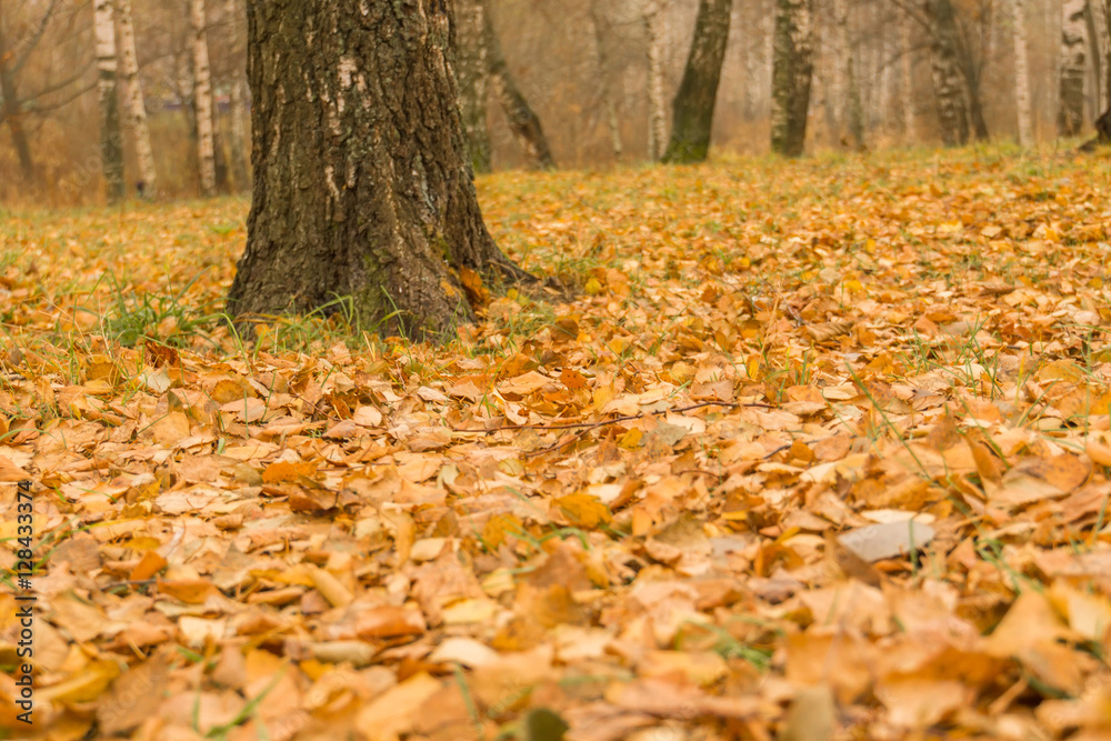 Birch Trees in Autumn Park