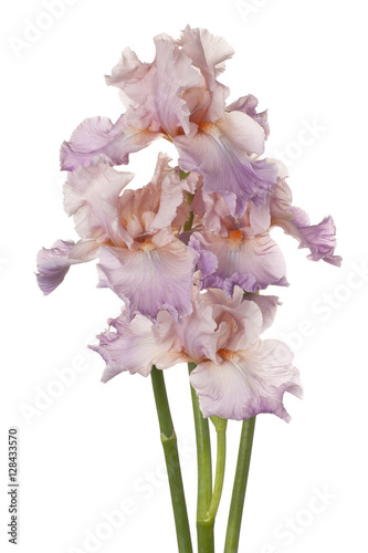 Fototapeta Naklejka Na Ścianę i Meble -  iris