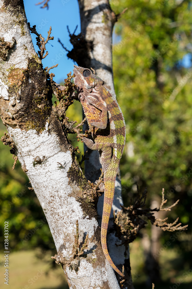 Fototapeta premium panther chameleon (Furcifer pardalis)