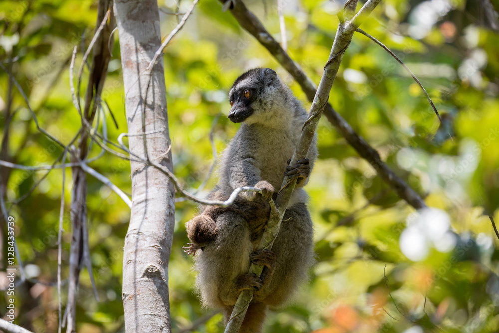 Common brown lemur with baby on back Common brown lemur with baby on back