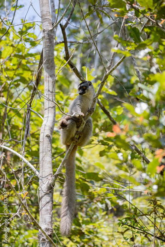 Common brown lemur in top of tree